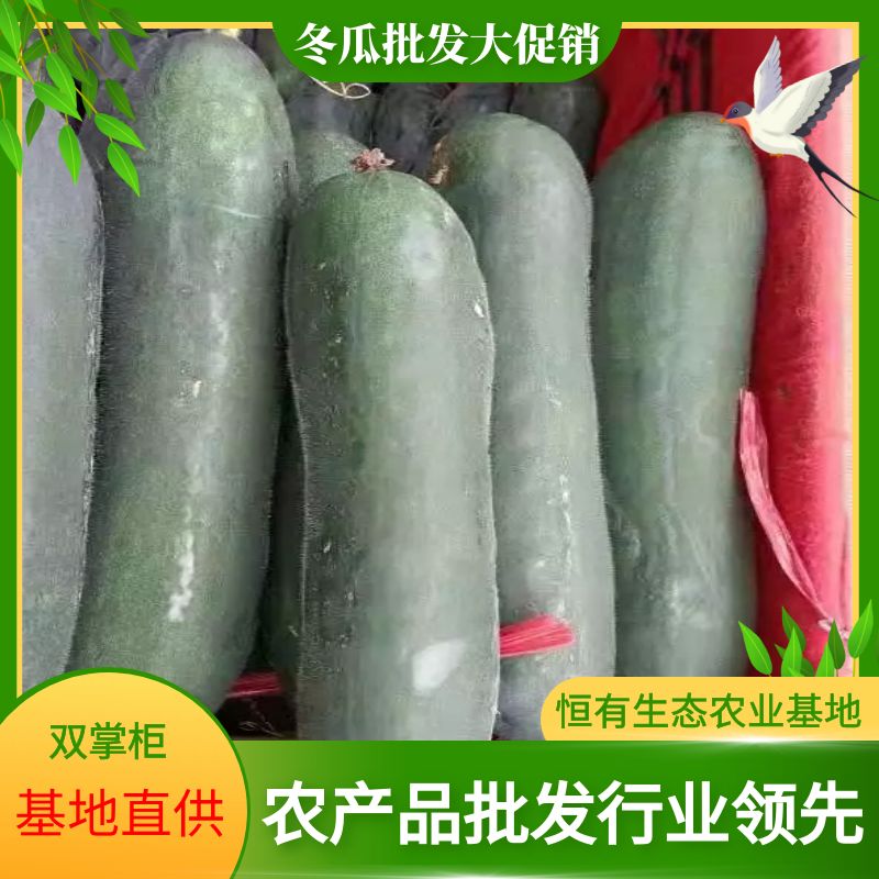 黑皮冬瓜  广西坛洛冬瓜市龙头企业直供