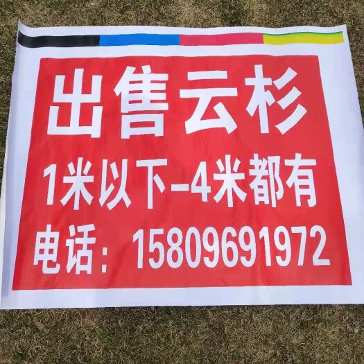 泾源县 云杉1米至4米都有