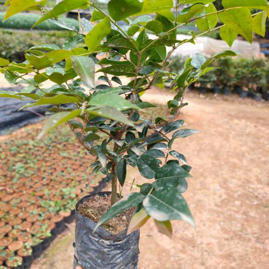 广州嘉宝果苗 福冈嘉宝果树苗