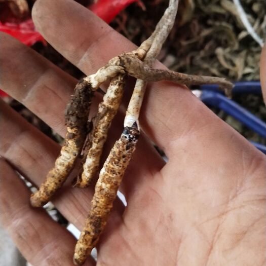 松桃县亚香棒虫草 虫草，贵州虫草