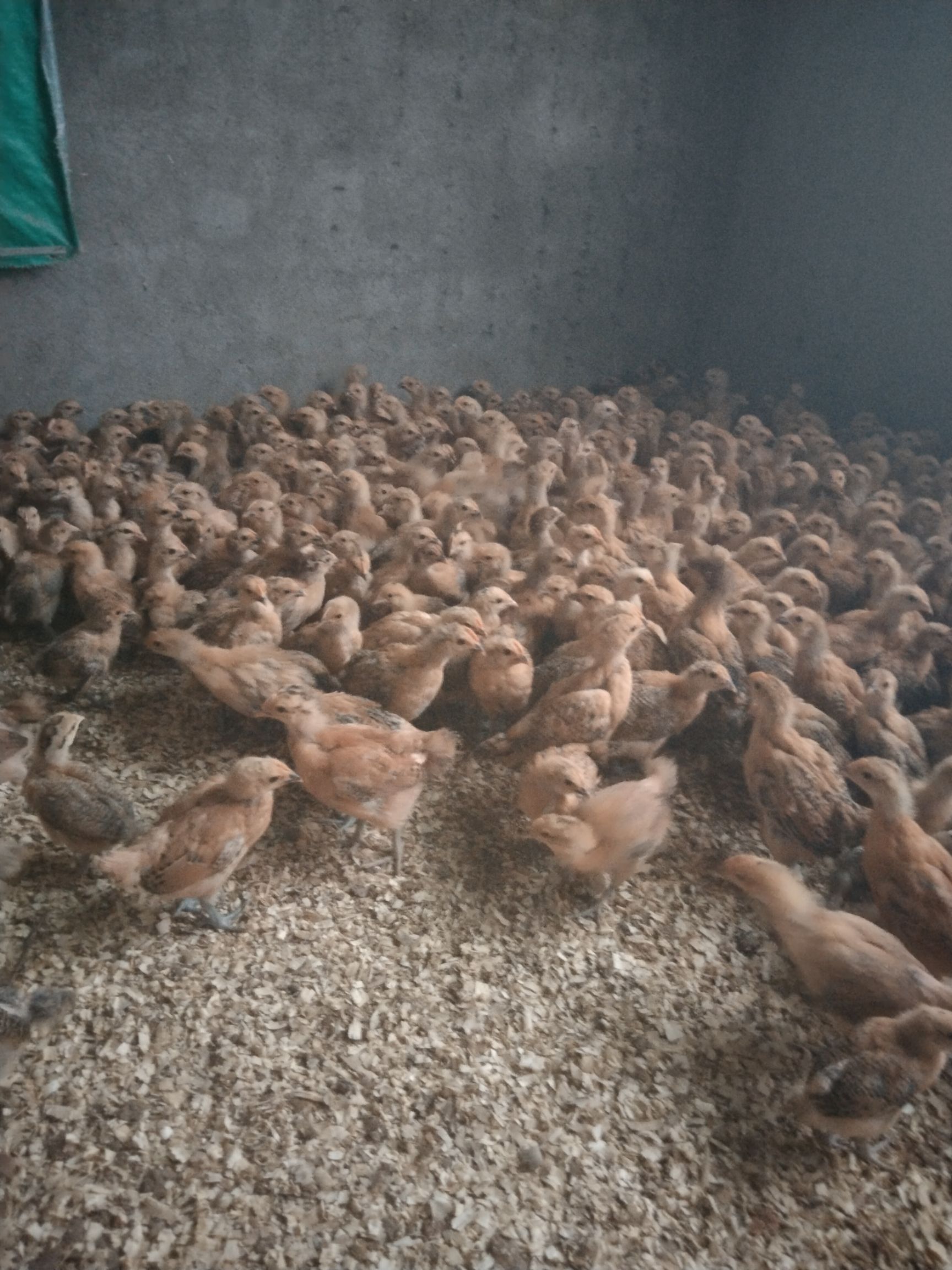  脱温土鸡