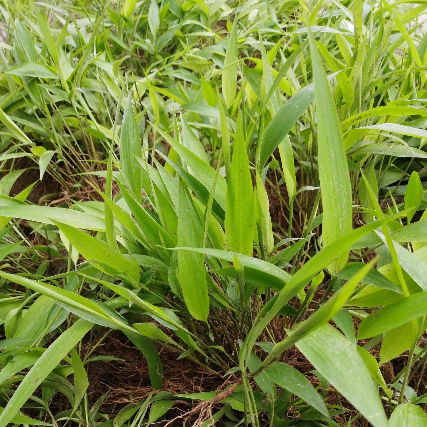 淡竹叶种苗 淡竹叶药材 淡竹叶苗 淡竹叶园林地被绿化苗直供