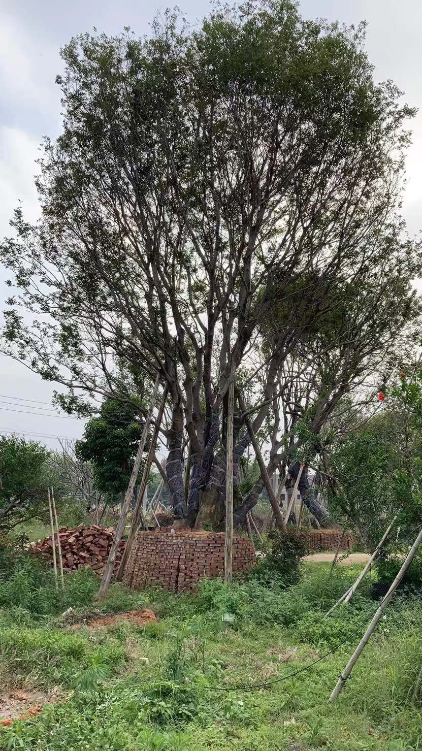 丛生朴树 丛生大朴树