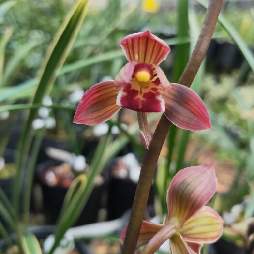 南靖县兰花 墨兰东方红神荷室内绿植花卉《顺丰包邮》