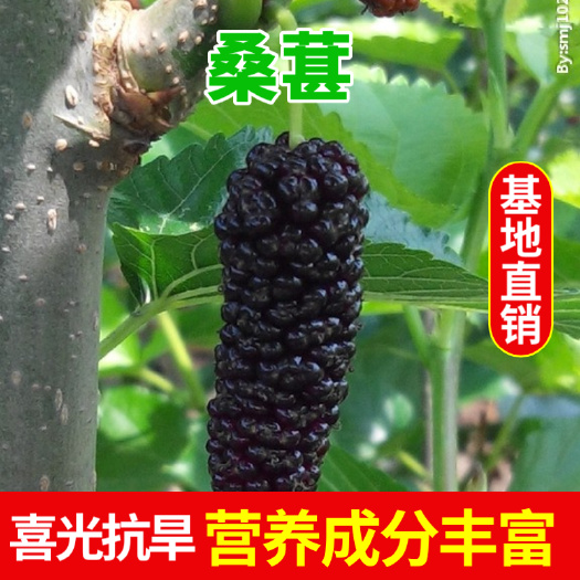 盖州市黑珍珠桑树苗  抗旱，喜光，适应性强，个大、肉厚、色紫红