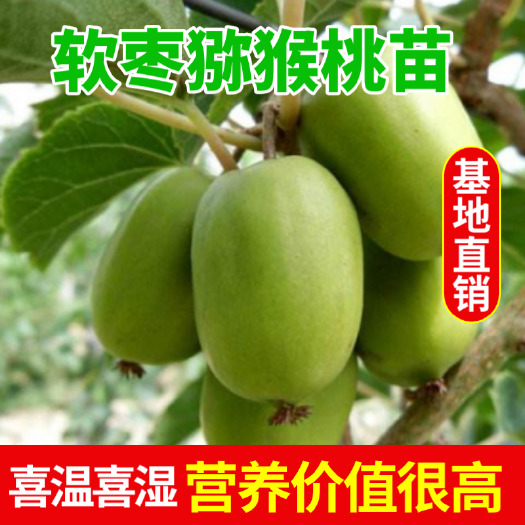 龙成二号软枣猕猴桃苗  属于爬藤类，营养价值很高，是果药的一种，喜凉爽，湿润的气候。