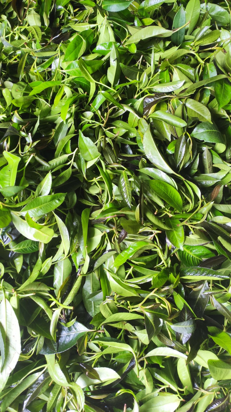 石崖茶