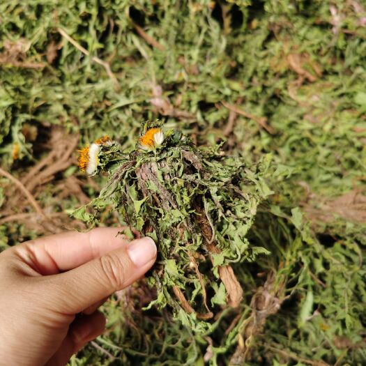 芮城县蒲公英茶 2023年春季新货   水洗烘干的蒲公英