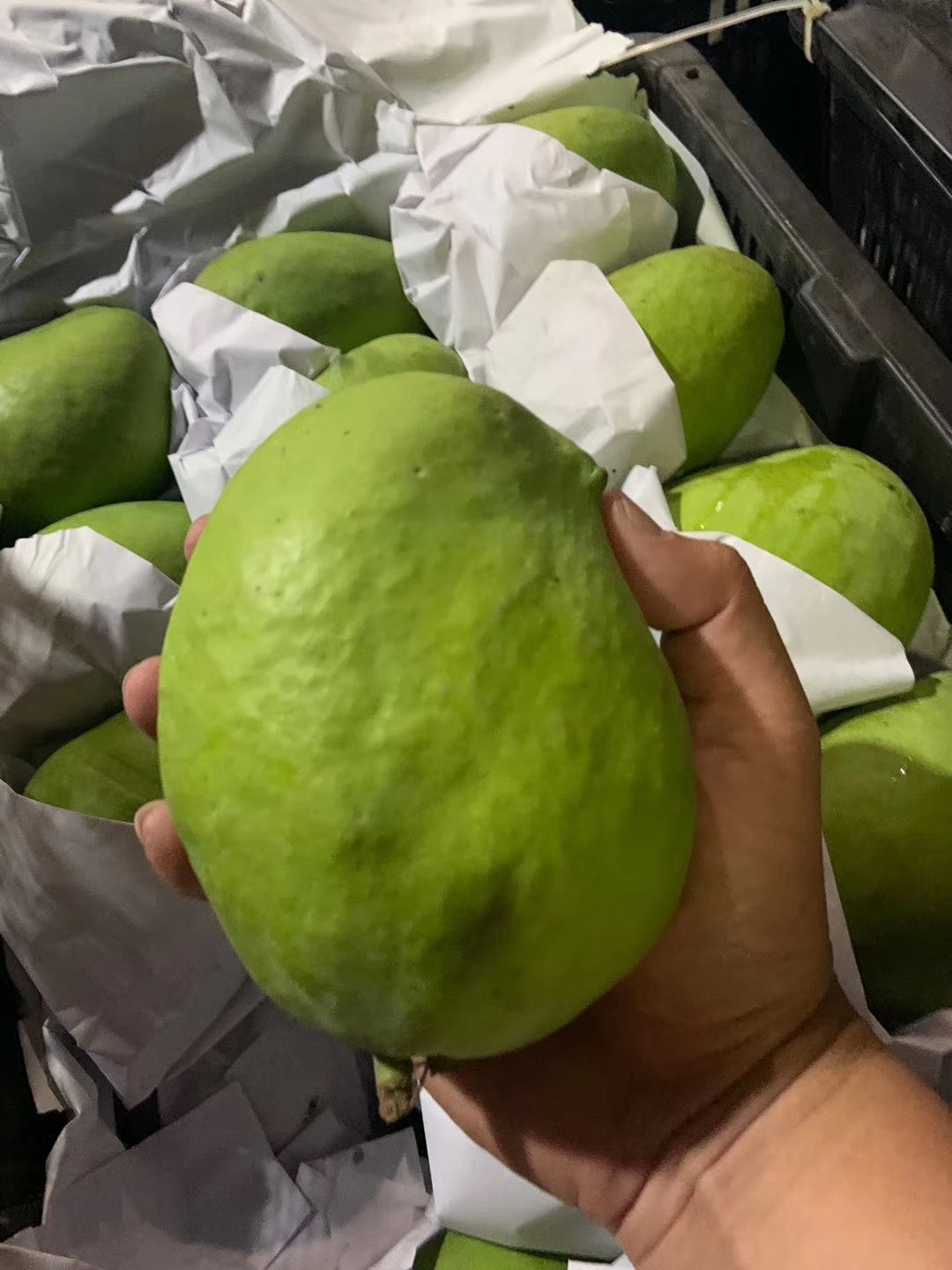 缅甸圣德龙大芒果 每天大量到货 需要的老板联系