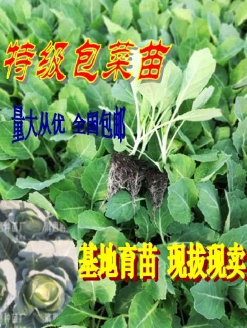 通海县耐寒包菜苗，产量高，个头大，容易种植