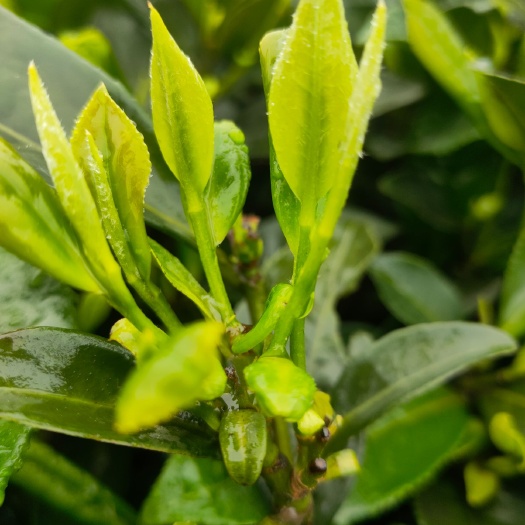 茶树苗 川九茶苗,最早的大叶茶品种