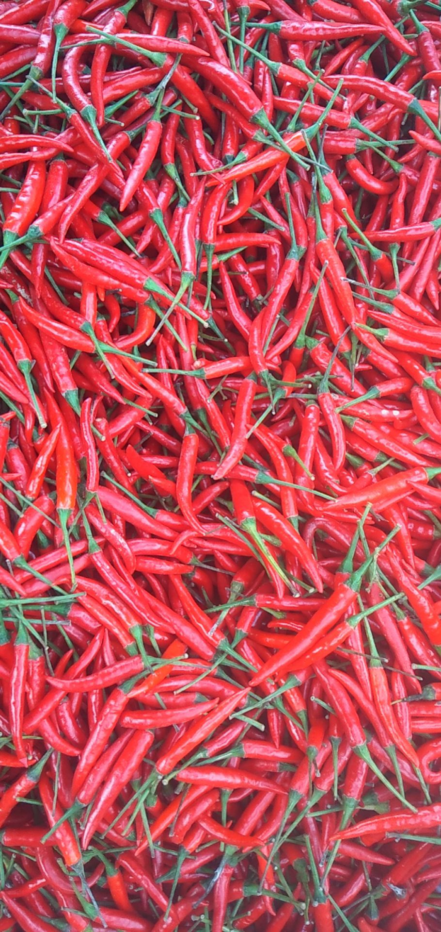 小米椒  特辣   大颗粒