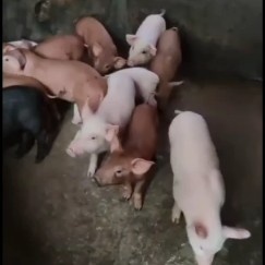 台山市杂交猪苗  三杂猪苗
