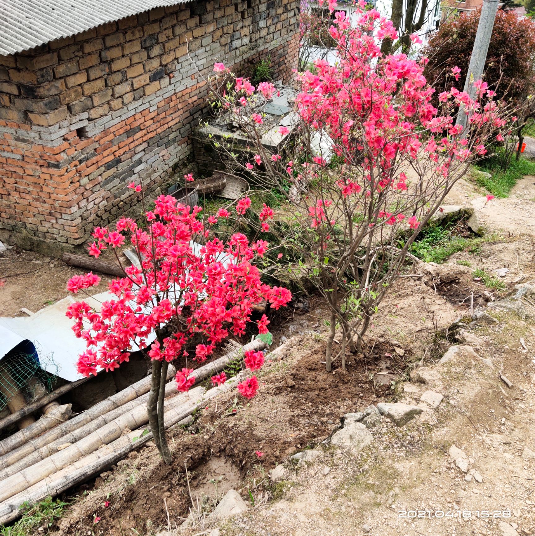 国旗红杜鹃  大别山映山红花紫花高桩多杆粗杆老桩桩全冠盆绿化树苗杜鹃花