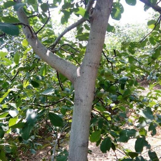 薄皮核桃苗 核桃树