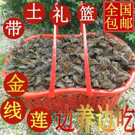 南靖县金线莲种苗  福建金线莲花篮装 种苗土培鲜品盆栽种植一