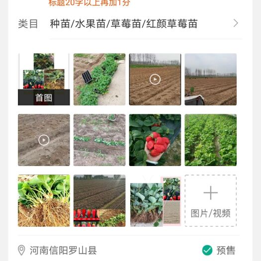 罗山县河南信阳红颜草莓苗产量高，易成活，品种纯正，