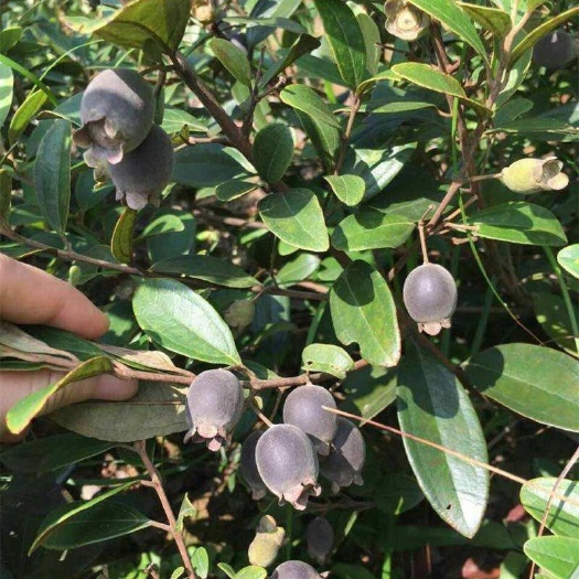 灵山县桃金娘苗  果树捻子 果苗山捻子苗果苗盆栽 当年种植当年结果