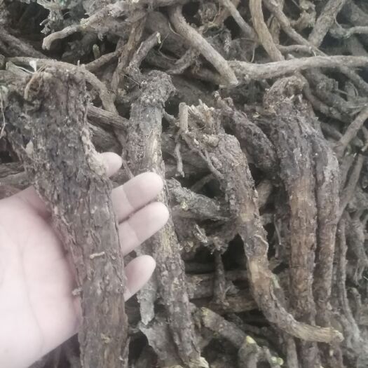 西安 黄芩产地直销。大量有黄芩出售
