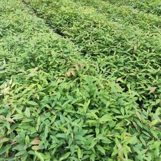 广州红椎树苗  红椎  米椎