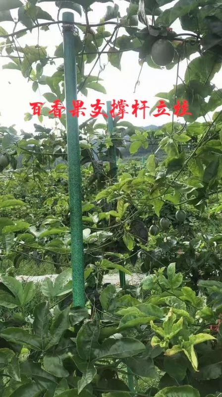 郑州树木支撑架  百香果猕猴桃立柱 果木树木撑杆32*26（规格