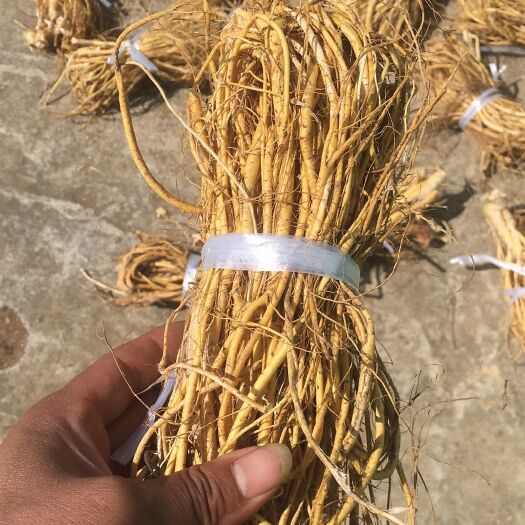 韶关无硫色靓味香五指毛桃干货