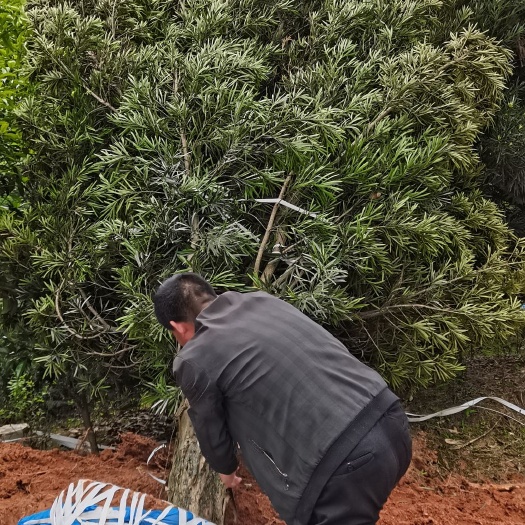 奉新县 大量供应14-20公分罗汉松，