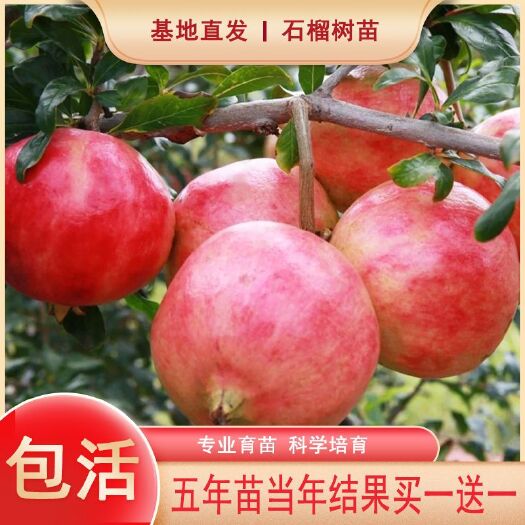 滑县突尼斯软籽石榴树苗 突尼斯软籽石榴树树苗庭院果树地栽盆景北南