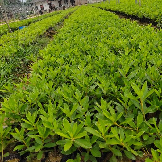 南靖县 毛杜鹃3个月的苗量大