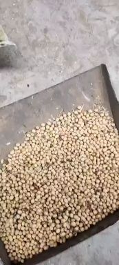 定襄县大豆 山西省忻州市定襄县 生大豆 3等品 豆粒 