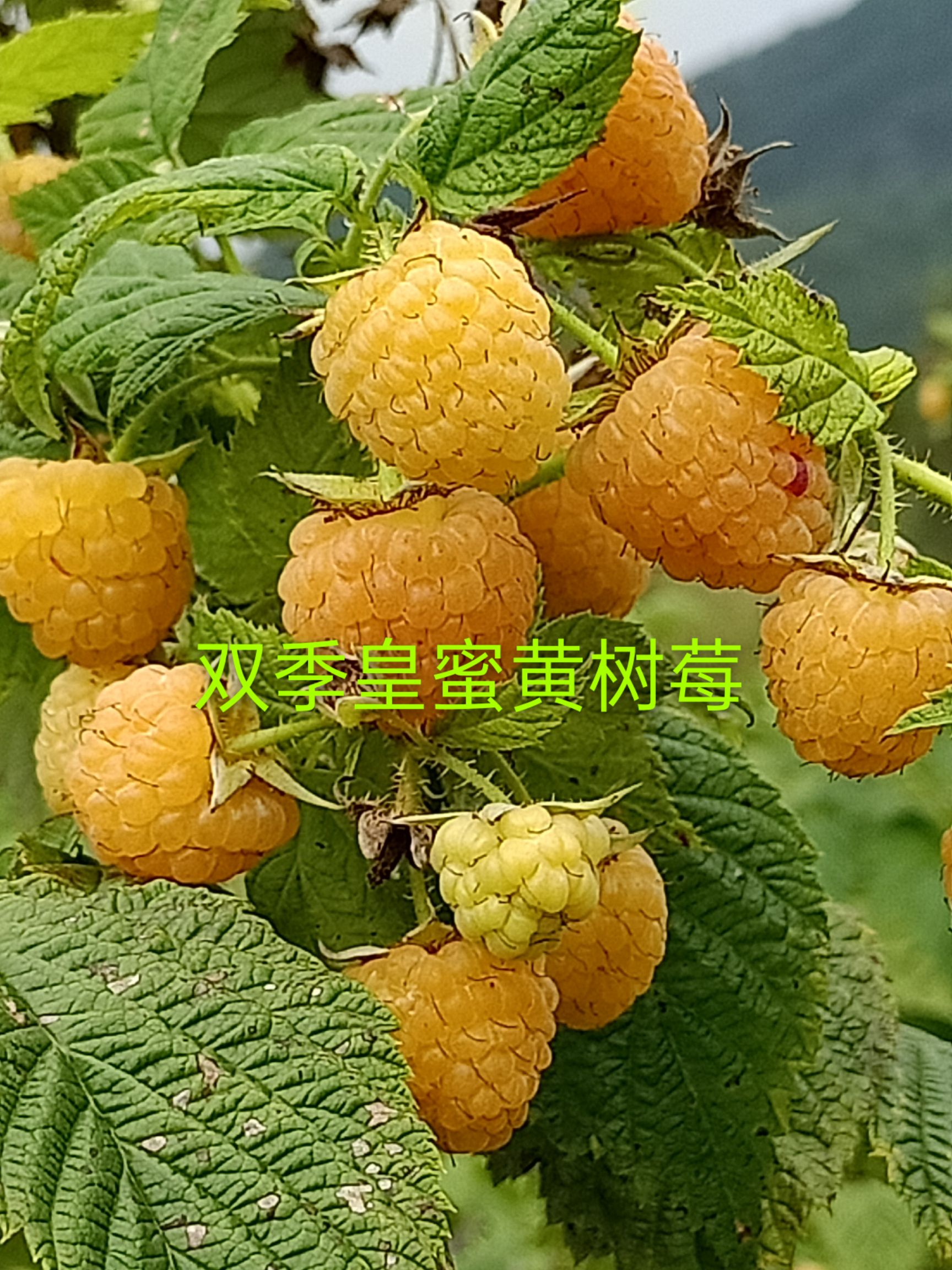 树莓苗，树莓种苗。红树莓，树莓，，当年栽苗，当年挂果，产量高