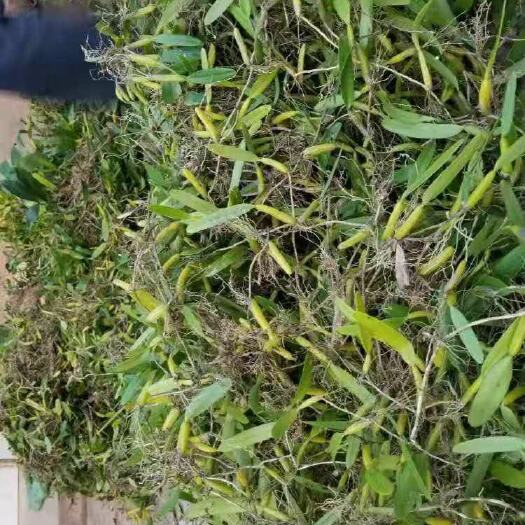 永嘉县 石豆兰