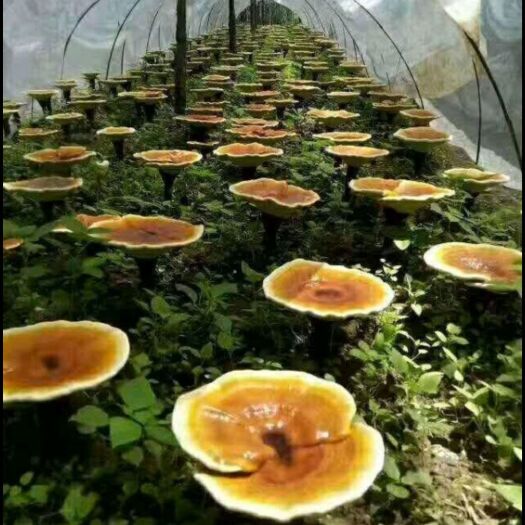 西峡县松山灵芝  木灵芝菌种菌包西峡县科达菌种厂