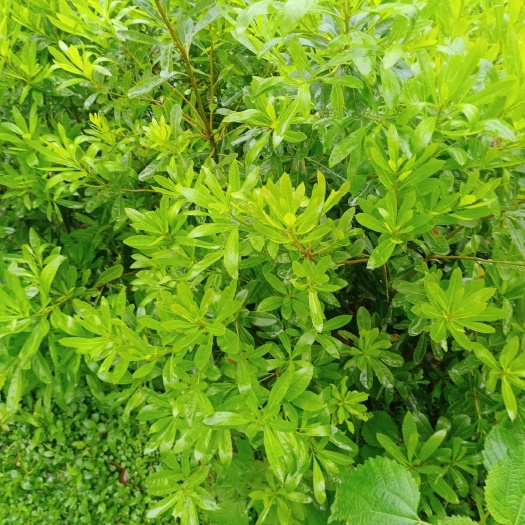 靖州县黑高峰杨梅树苗  杨梅苗黑高峰杨梅
