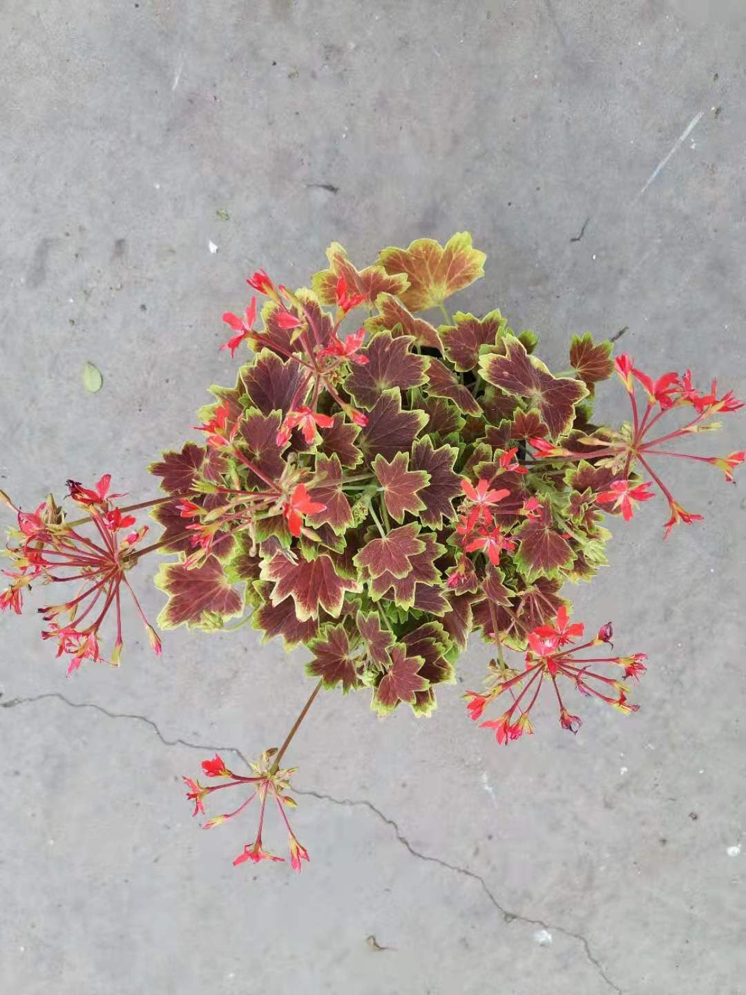  150#枫叶天竺葵到新货，24盆每件，10块包箱