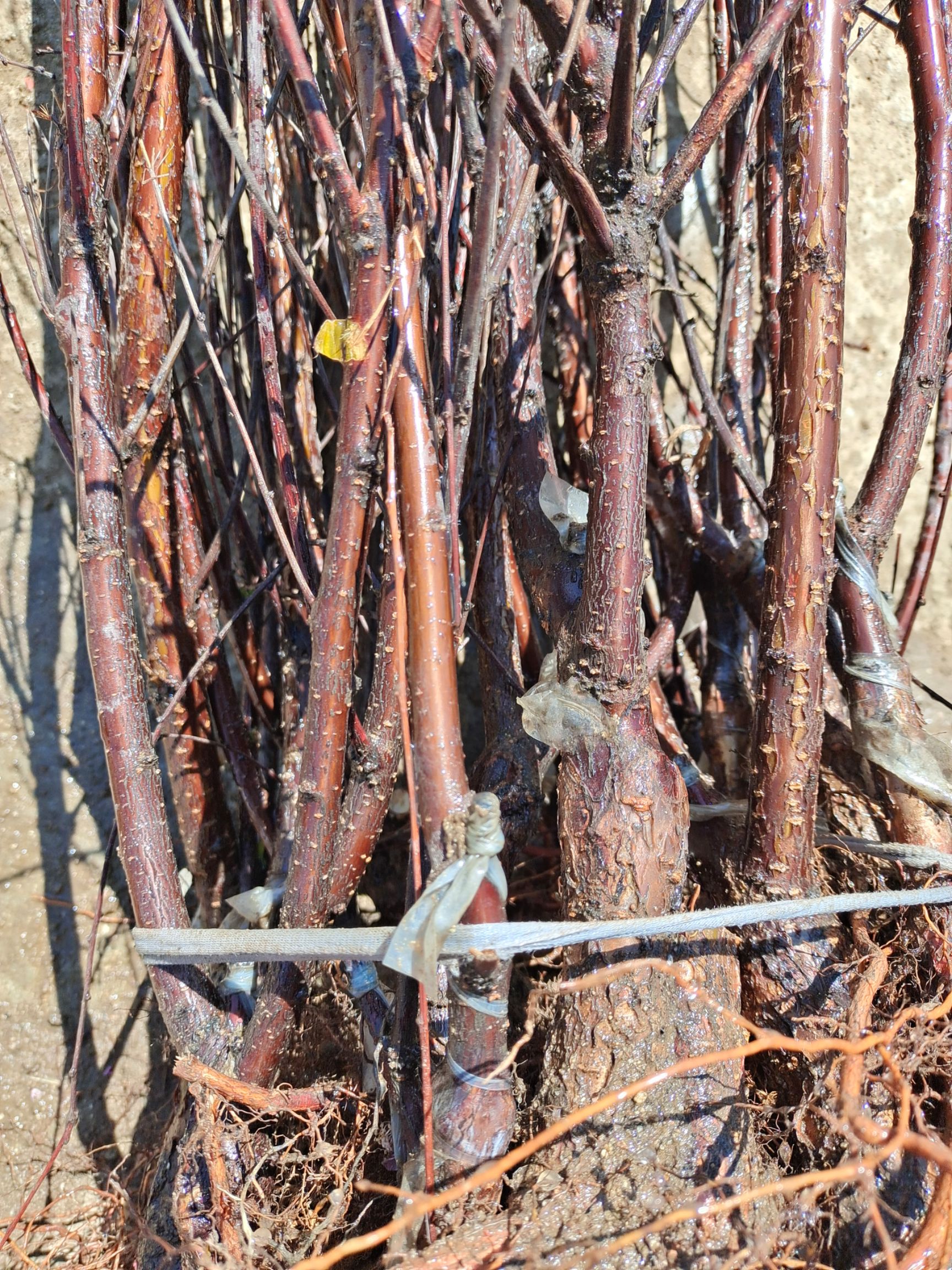 榆叶梅  根系发达，耐旱力强。抗病力强。