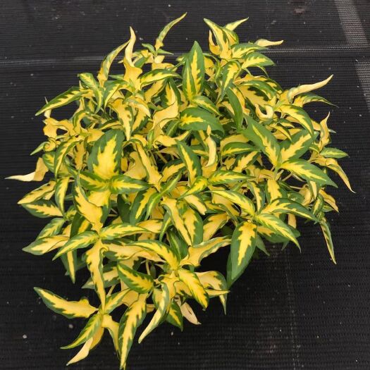 广州 125#锦彩叶木，一件20盆，单价9元