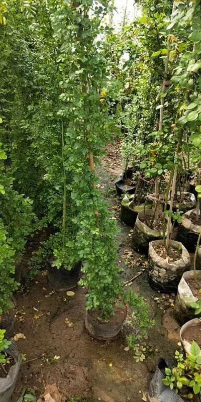  供应各种规格品种月季，藤本月季，月季花球