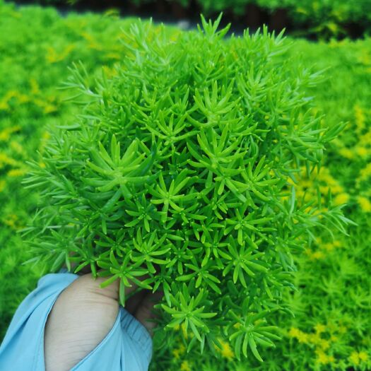广州佛甲草