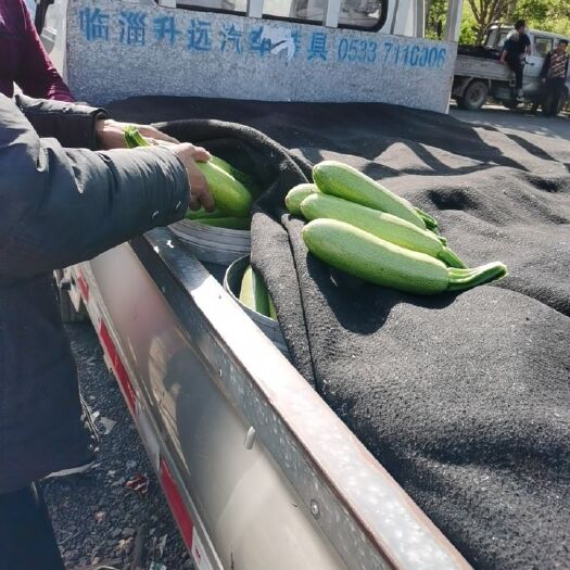 淄博 绿皮西葫芦，白皮西葫芦