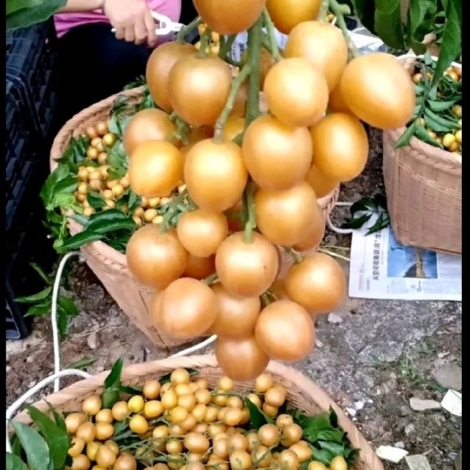 黑黃皮果苗  地理標(biāo)志產(chǎn)品桂浦聯(lián)成香蜜黃皮果