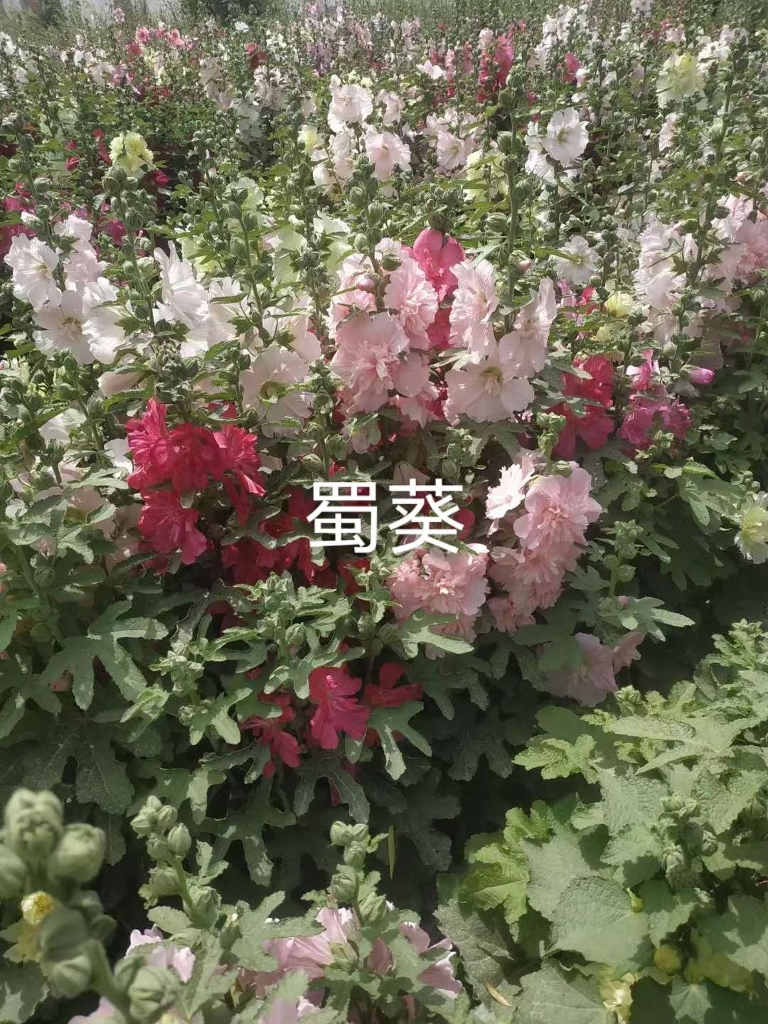 蜀葵花  蜀葵