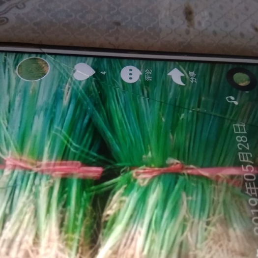 济南长白大葱 供应优质章丘大葱葱苗，成品大葱，毛葱，净葱，打捆，装盒。