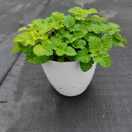 广州 110蓄水杯柠檬薄荷，24装，价5元