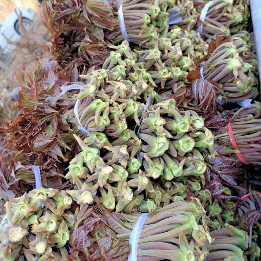 青州市红油香椿  山东省王坟镇纯山货。红香椿芽大量上市了。质量很好