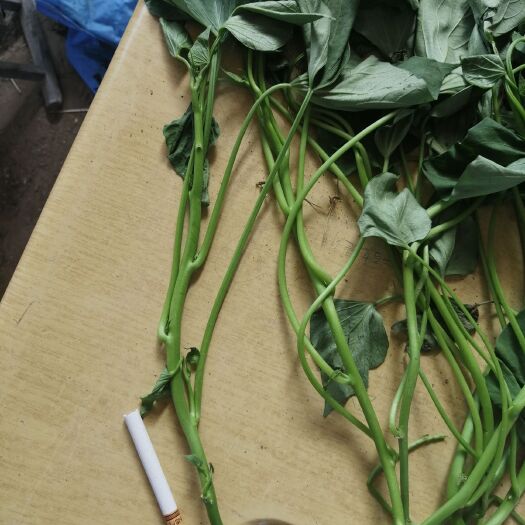 汶上县龙薯9号红薯苗  红薯苗