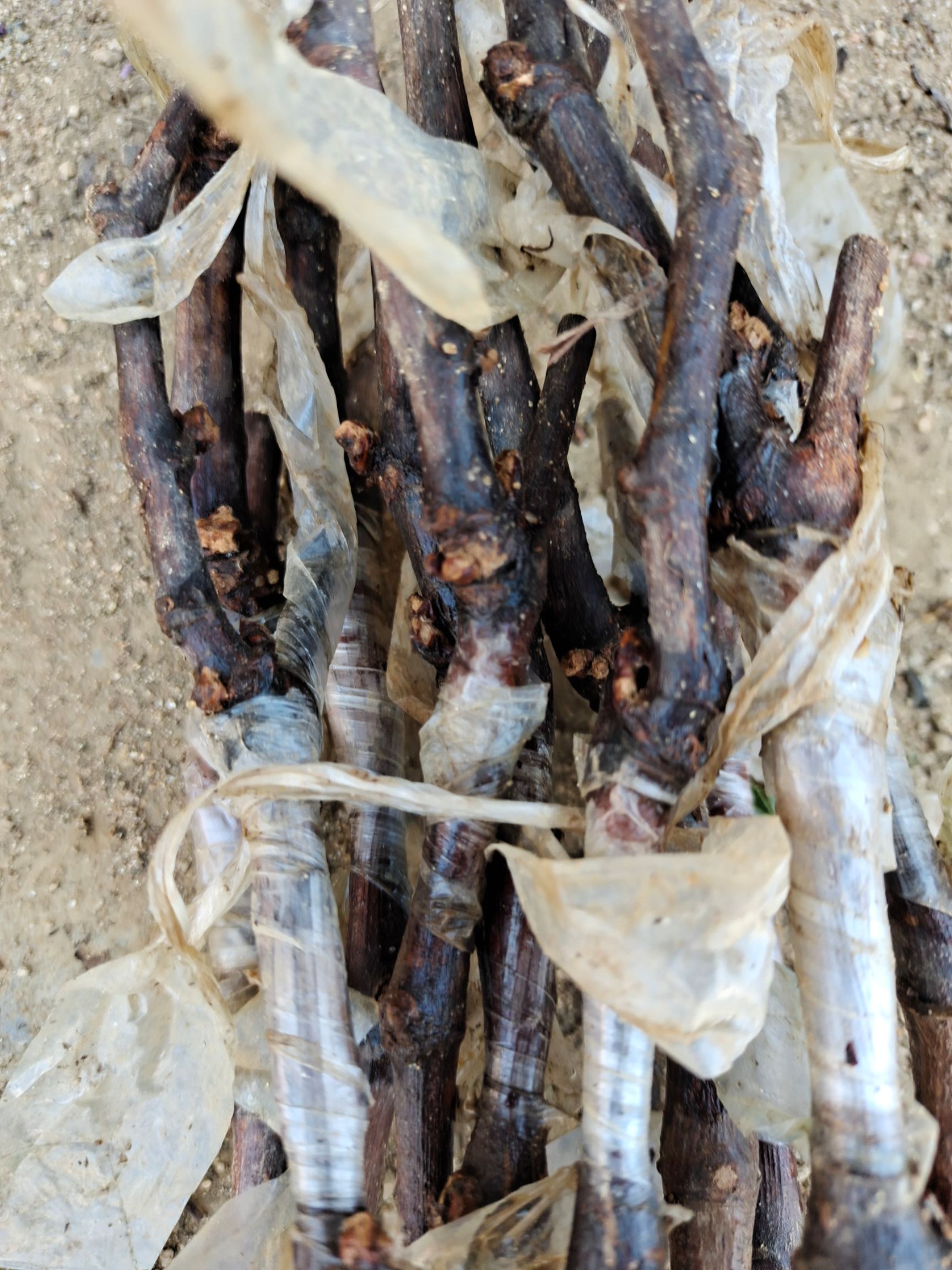 蓝宝石葡萄苗， 基地直发，自培自育，根系发达，成活率高包对版