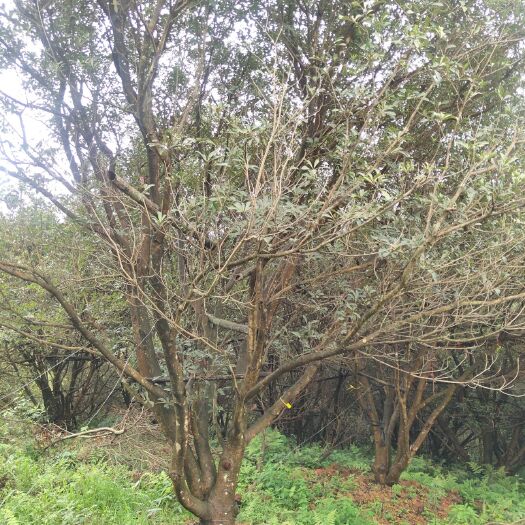 靖州县 杨梅树