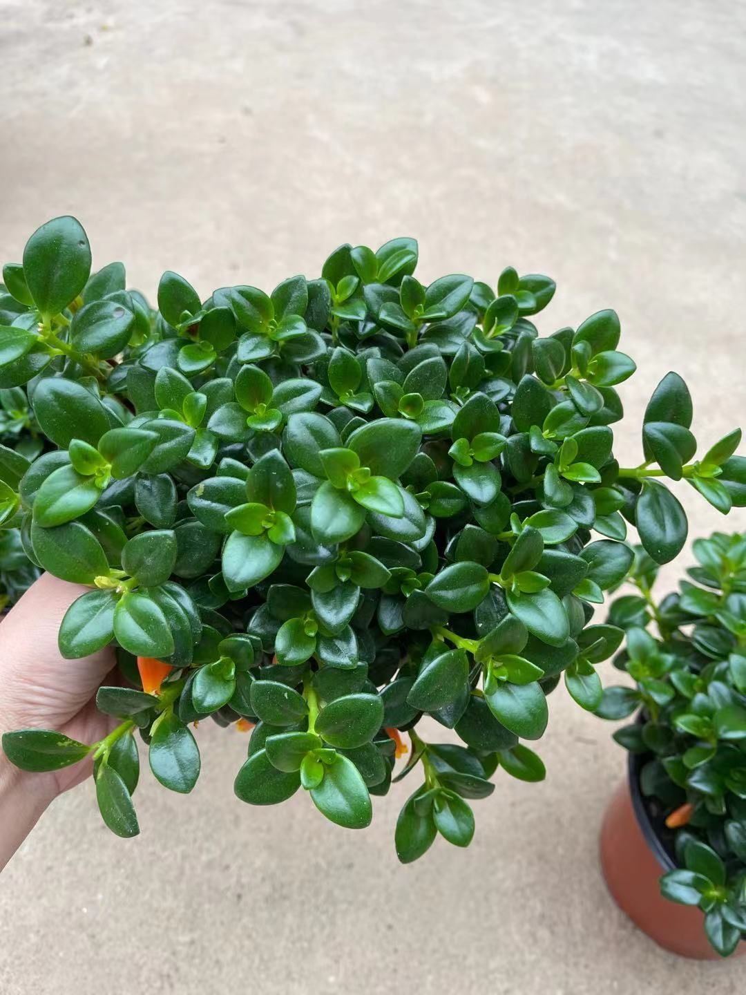 金鱼草 150Ａ级金鱼花，一箱：20棵，价钱：11元！棵棵都有鱼！