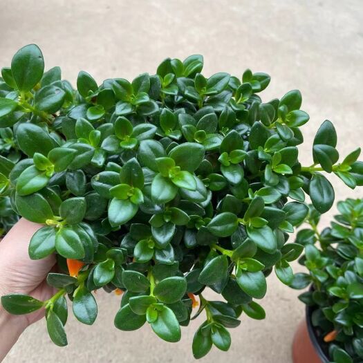 广州金鱼草 150Ａ级金鱼花，一箱：20棵，价钱：11元！棵棵都有鱼！